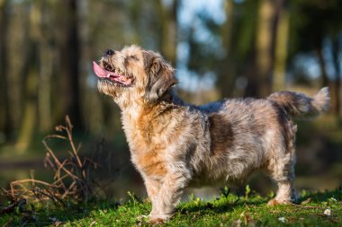 büyük küçük köpek açık havada