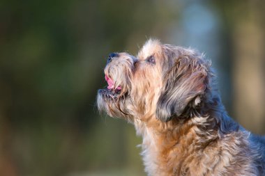 büyük küçük köpek açık havada