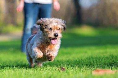 büyük köpek çayır üzerinde çalışır