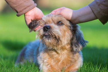 iki kadın bir sevimli köpek okşayarak