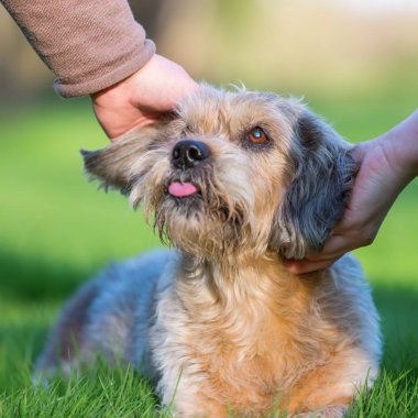 iki kadın bir sevimli köpek okşayarak