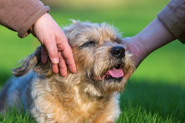 iki kadın bir sevimli köpek okşayarak