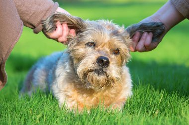 iki kadın bir sevimli köpek okşayarak