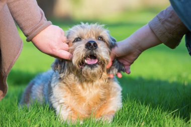 iki kadın bir sevimli köpek okşayarak