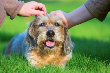 iki kadın bir sevimli köpek okşayarak
