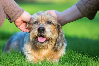 iki kadın bir sevimli köpek okşayarak
