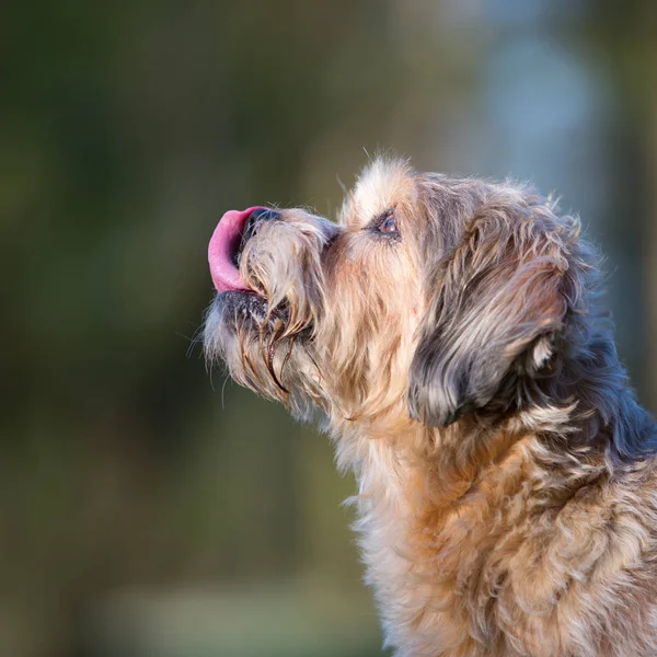 Bonito mais velho pequeno cão ao ar livre — Fotografia de Stock