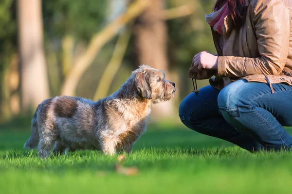 주는 그녀의 개를 치료 하는 젊은 여자 — 스톡 사진