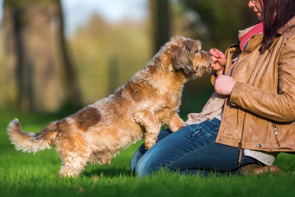 Joven mujer dando a su perro un regalo — Foto de Stock