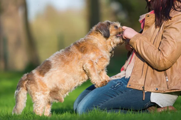 Junge Frau schenkt ihrem Hund ein Leckerli — Stockfoto