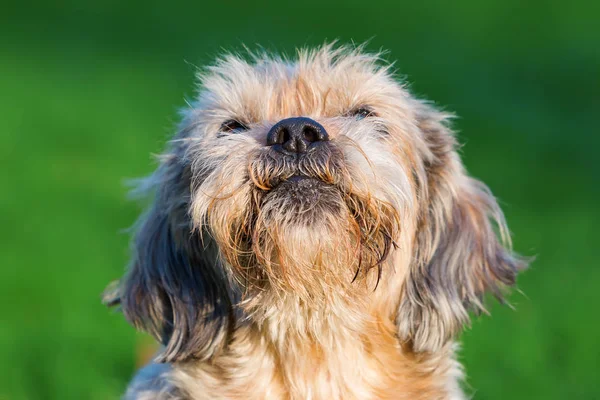 Ritratto di un simpatico vecchio cane — Foto Stock