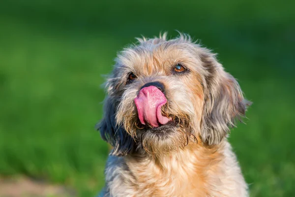 Porträt eines süßen alten Hundes — Stockfoto