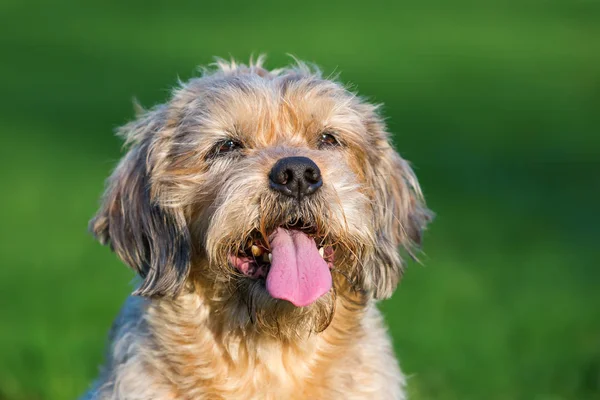 Portret van een schattige oude hond — Stockfoto