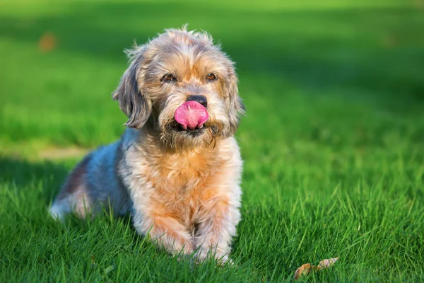 Retrato de un lindo perro viejo — Foto de Stock