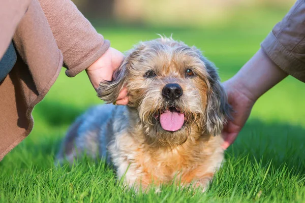 Två kvinnor strök en söt hund — Stockfoto