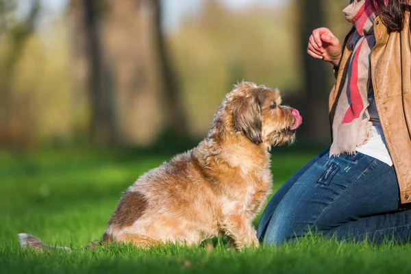 Young woman with her dog in the grass — Stock Photo, Image