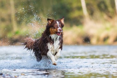 Avustralyalı çoban bir nehirde çalıştıran
