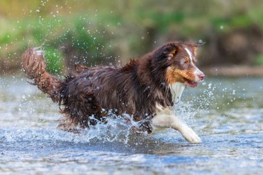 Avustralyalı çoban bir nehirde çalıştıran