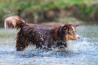 Avustralyalı çoban bir nehirde çalıştıran