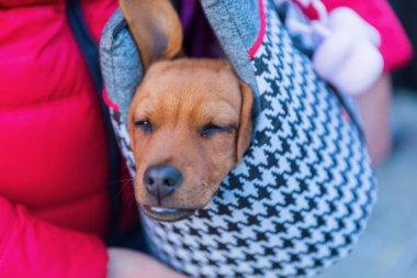 bir sapan çanta içinde şirin köpek yavrusu