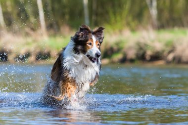 Kömür ocağı-Mix köpek bir nehirde çalıştıran