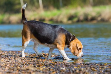 bir nehirde oynarken bir Beagle portresi