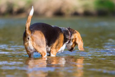 Beagle köpek nehirde