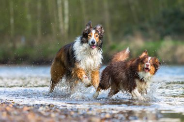 Kömür ocağı-Mix köpek ve Avustralyalı çoban bir nehirde çalıştıran