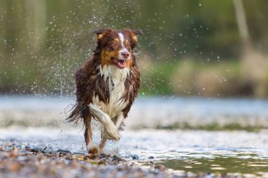Avustralyalı çoban bir nehirde çalıştıran