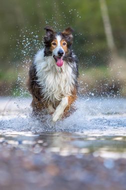Kömür ocağı-Mix köpek bir nehirde çalıştıran