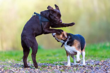 Beagle Labrador köpek yavrusu ile çalış