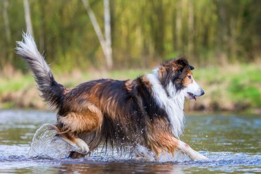 Kömür ocağı-Mix köpek bir nehirde çalıştıran