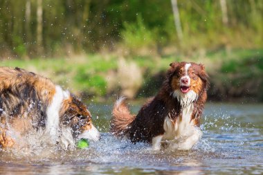 iki köpek nehirde oynarken