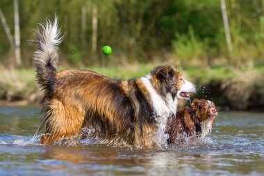 iki köpek nehirde oynarken