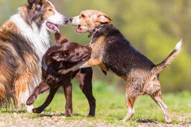 açık havada yollardan iki şirin köpek