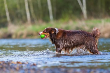 Nehir top ile Avustralyalı çoban