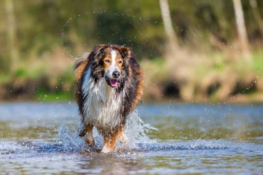 Kömür ocağı-Mix köpek bir nehirde çalıştıran