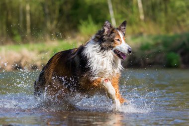 Kömür ocağı-Mix köpek bir nehirde çalıştıran