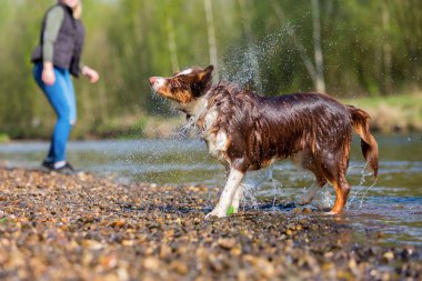 Avustralyalı çoban kürk sallayarak