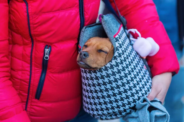 Bir sapan çanta içinde şirin köpek yavrusu — Stok fotoğraf