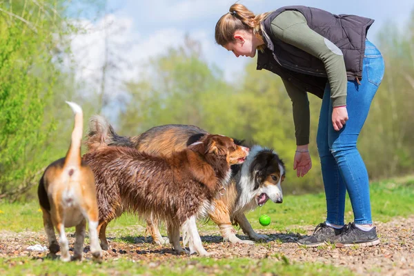 Giovane donna che gioca con tre cani all'aperto — Foto Stock