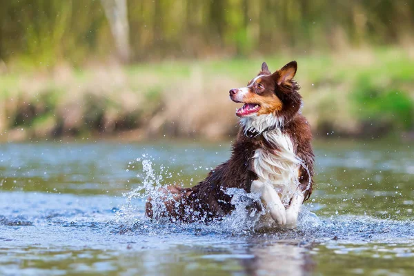 Australische herder hond uitgevoerd in een rivier — Stockfoto