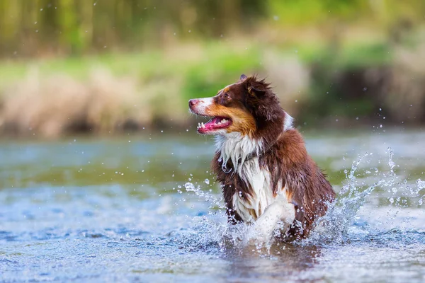 Australian Shepherd dog körs i en flod — Stockfoto