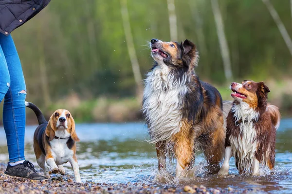 川で 3 匹の犬と遊ぶ若い女性 — ストック写真