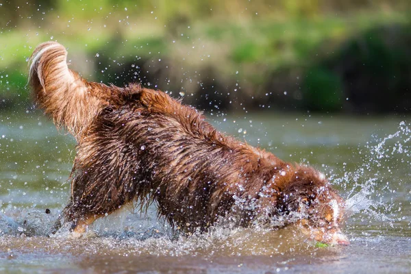 Австралийская овчарка играет в реке — стоковое фото