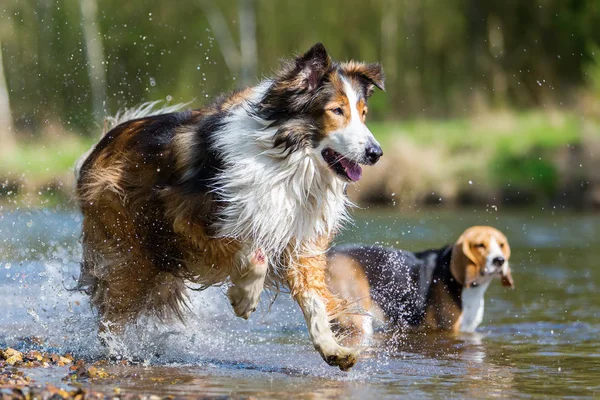 Колли-Микс и австралийская овчарка, бегущая в реке — стоковое фото