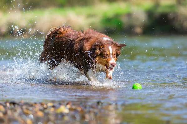 Australian Shepherd dog running in the river — Stock Photo, Image