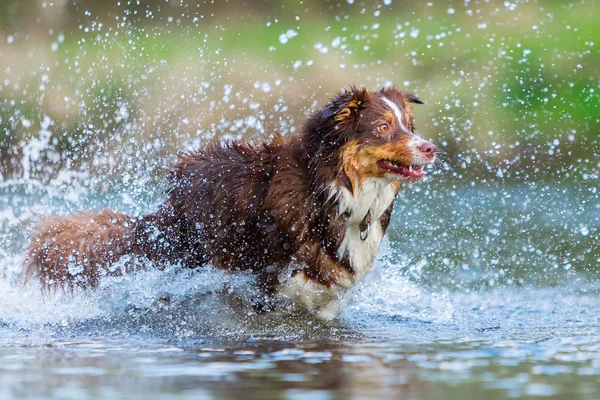 Australian Shepherd körs i en flod — Stockfoto