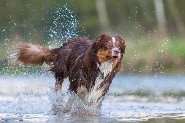 Australian Shepherd uitgevoerd in een rivier — Stockfoto