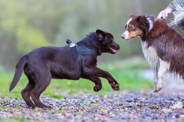 Labrador-Welpe will mit australischem Schäferhund spielen — Stockfoto